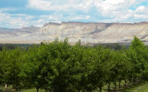 Fruit orchard with Bookcliffs