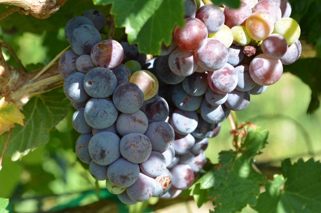 wine grapes along the byway