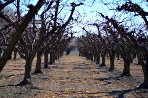 Palisade winter orchard