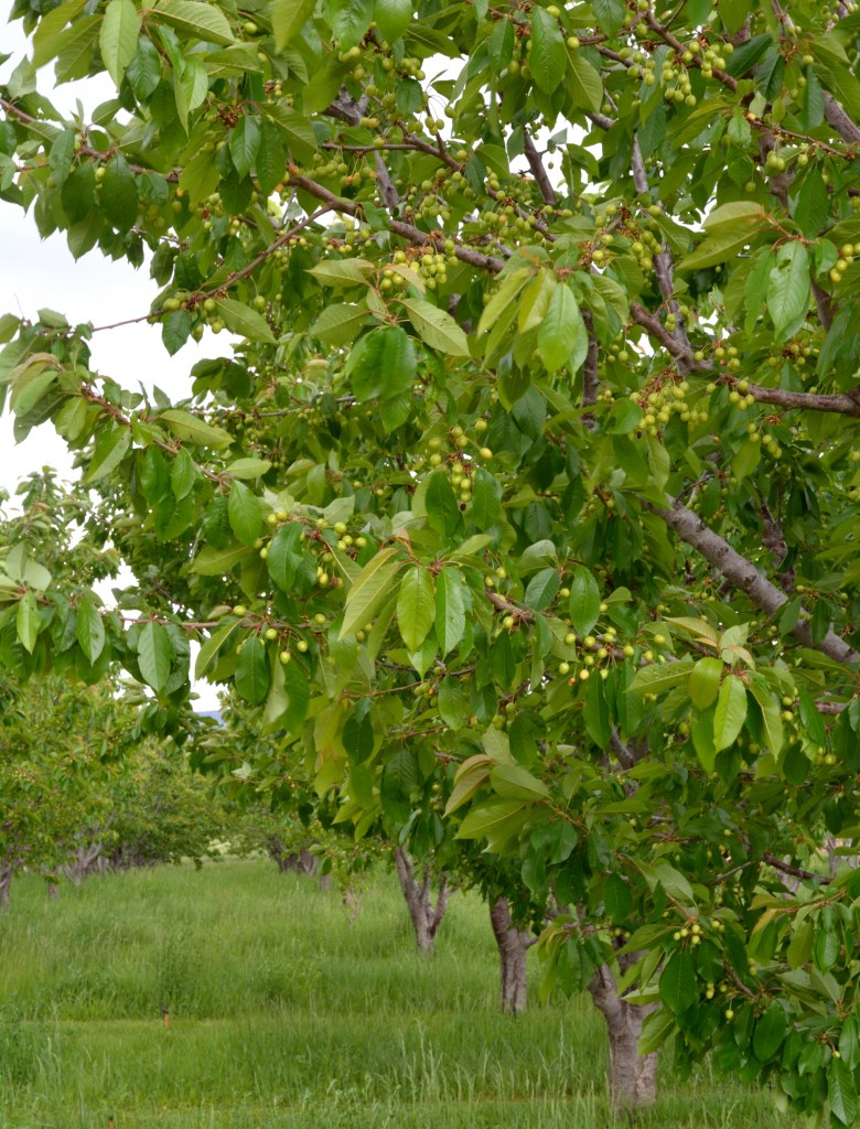 Sage Creations Organic Farm cherry trees. 