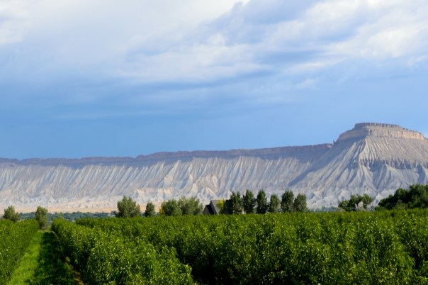Palisade's East Orchard Mesa