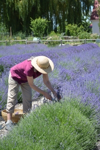 Carol Schott of Lamborn Mountain Farmstead harvesting lavender. 