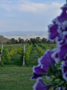 Leruox Creek Inn vineyards
